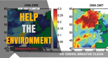 Plankton's Vital Role in Sustaining Earth's Ecosystems and Climate Balance