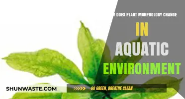 Aquatic Adaptations: How Plant Morphology Evolves in Water Environments