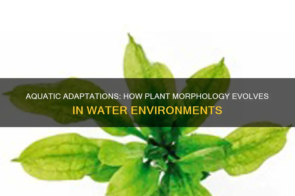 how does plant morphology change in aquatic environments