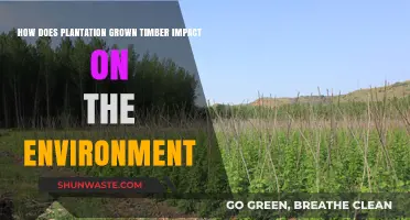 Plantation Timber: Environmental Impacts and Sustainable Forestry Practices