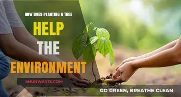 Planting Trees: A Simple Act with Powerful Environmental Benefits