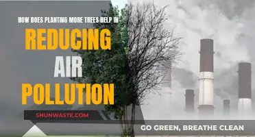 Trees: Nature's Air Purifiers