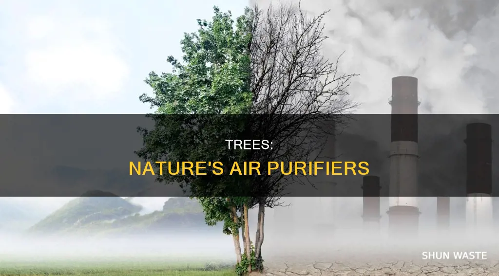 how does planting more trees help in reducing air pollution