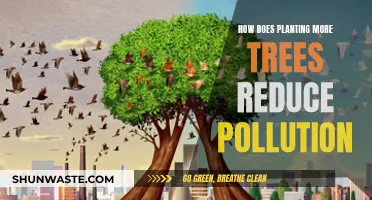 Trees: Our Allies in the War Against Pollution