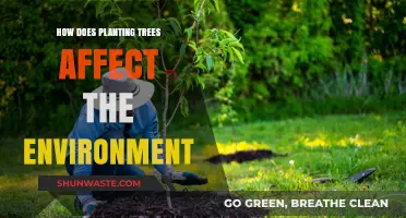 Planting Trees: Transforming Ecosystems and Combating Climate Change Effectively