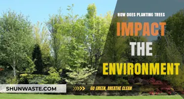Planting Trees: Transforming Ecosystems and Combating Climate Change Effectively