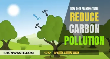 Trees: Reducing Carbon Pollution and Saving the Planet