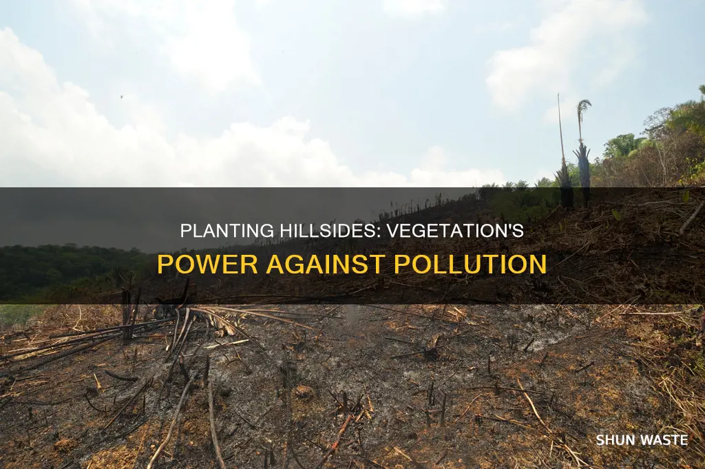 how does planting vegetation on hill reduce pollution