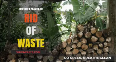 How Plants Efficiently Eliminate Waste: Nature's Ingenious Detox Process