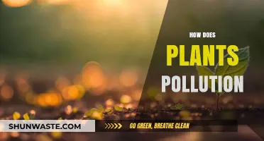 Plants: Nature's Air Purifiers
