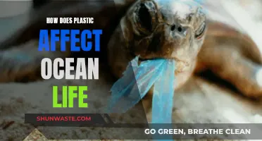 Ocean Life: Plastic's Impact and Devastating Effects