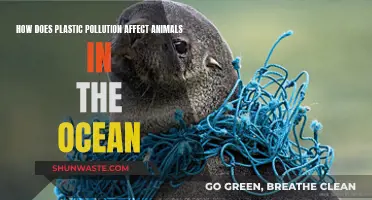 Ocean Plastic Pollution: Killing Marine Life