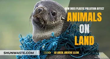 Plastic Pollution: Killing Land Animals, What Can We Do?