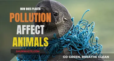 Plastic Pollution: A Deadly Threat to Animal Kingdom