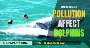 Dolphin Danger: Understanding Plastic Pollution's Impact