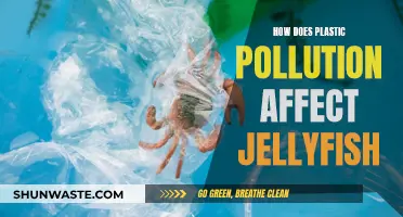 Plastic Pollution: Impact on Jellyfish Ecosystems