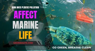 Plastic Pollution's Impact on Marine Life