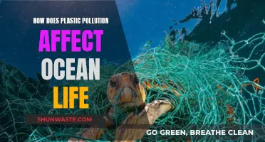 Plastic Pollution's Impact on Ocean Life