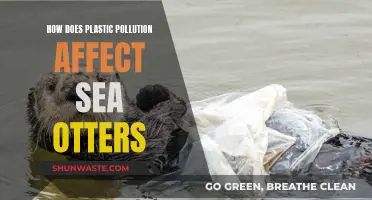 Sea Otters and Plastic Pollution: A Deadly Threat