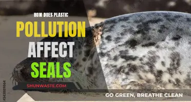 Plastic Pollution's Impact on Seals: Understanding the Devastating Effects