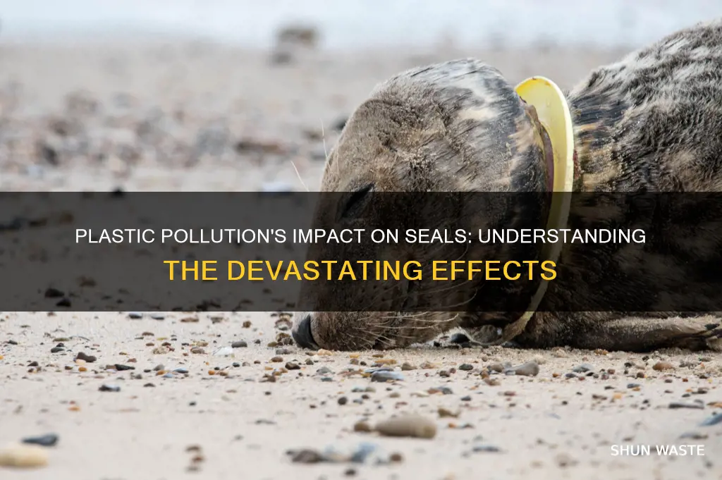 how does plastic pollution affect seals