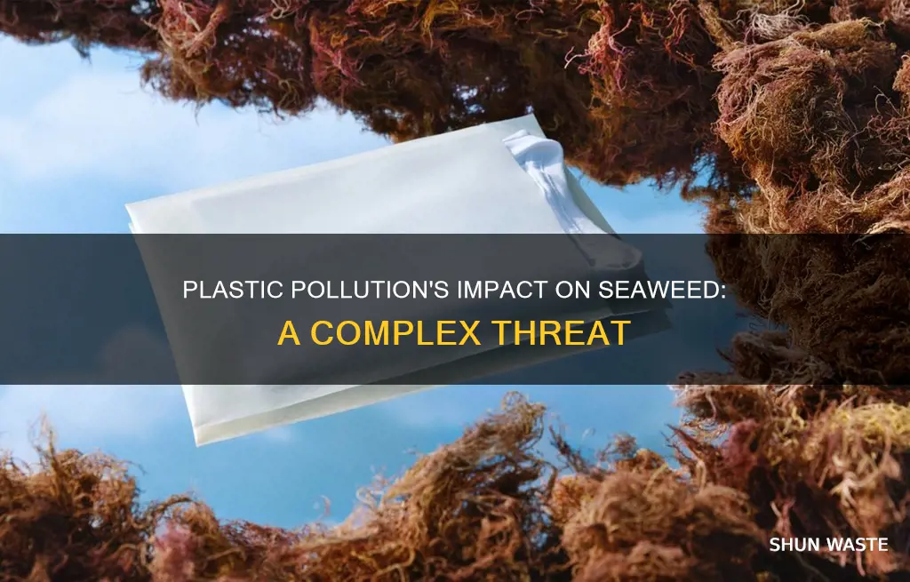 how does plastic pollution affect seaweed