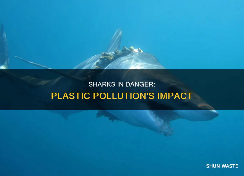 how does plastic pollution affect sharks