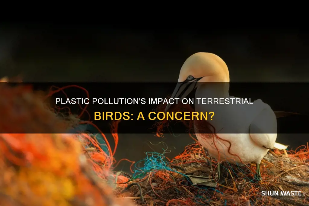 how does plastic pollution affect terrestrial birds