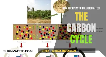 Plastic Pollution's Impact on the Carbon Cycle Explained