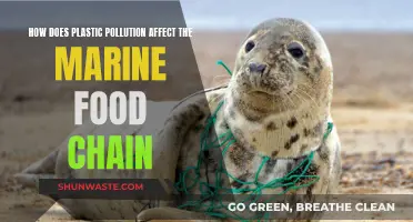 Plastic Pollution's Impact on the Marine Food Chain