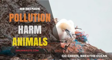 Plastic Pollution: A Deadly Threat to Animals