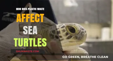 Plastic Peril: How Ocean Waste Threatens Sea Turtle Survival
