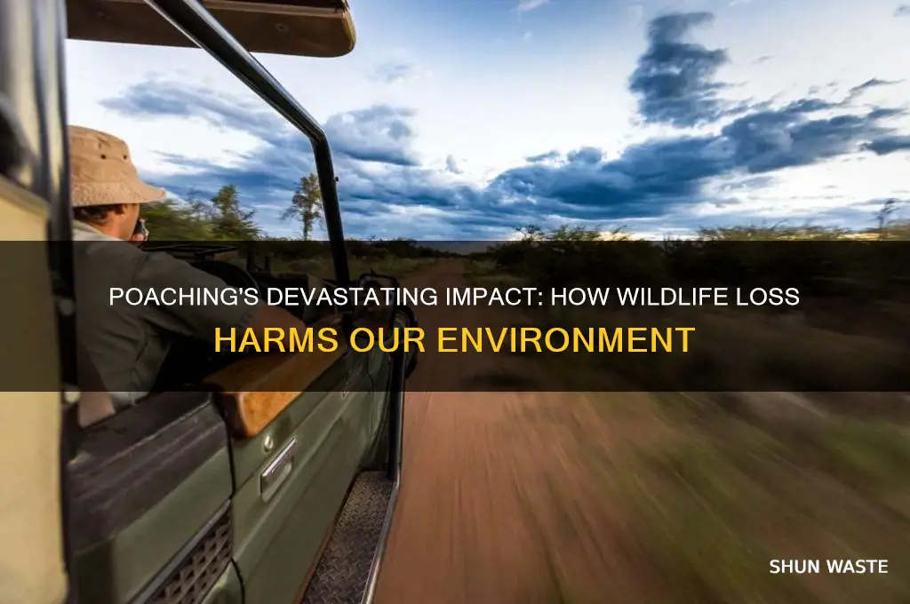 how does poaching affect the environment
