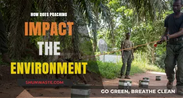 Poaching's Devastating Effects: How Illegal Hunting Destroys Ecosystems and Wildlife