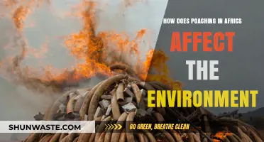 Poaching's Devastating Impact on Africa's Ecosystems and Biodiversity