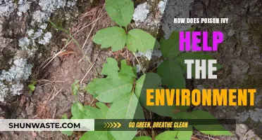 Poison Ivy's Surprising Role in Supporting Wildlife and Ecosystems