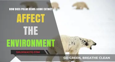Polar Bears' Extinction Threatens Arctic Ecosystems and Global Environmental Balance