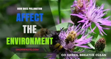 Pollination's Vital Role in Shaping Our Environment and Ecosystems