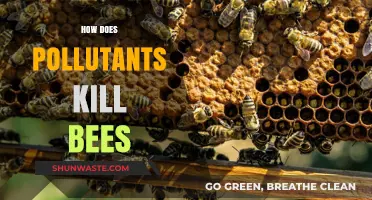 Pollutants' Deadly Impact on Bees