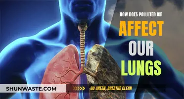 Air Pollution: Damaging Our Lungs, Hurting Our Health