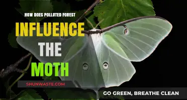 Moth's Struggle: Polluted Forests and Their Effects