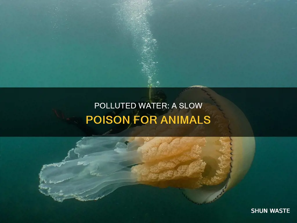 how does polluted water affect animals