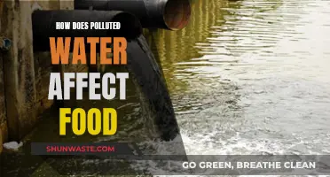 Polluted Water: Impacting Our Food Sources and Health