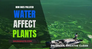 Plants' Health: Impact of Polluted Water