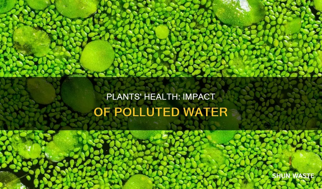 how does polluted water affect plants