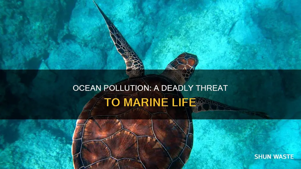 how does polluting the ocean kill animals