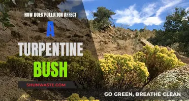 Turpentine Bushes: Pollution's Impact on Their Health and Future