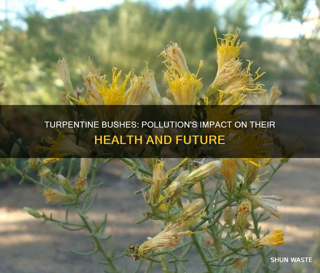 how does pollution affect a turpentine bush