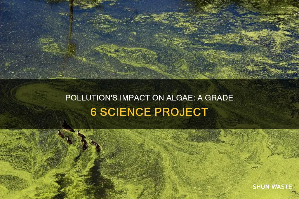 how does pollution affect algae science fair project grade 6