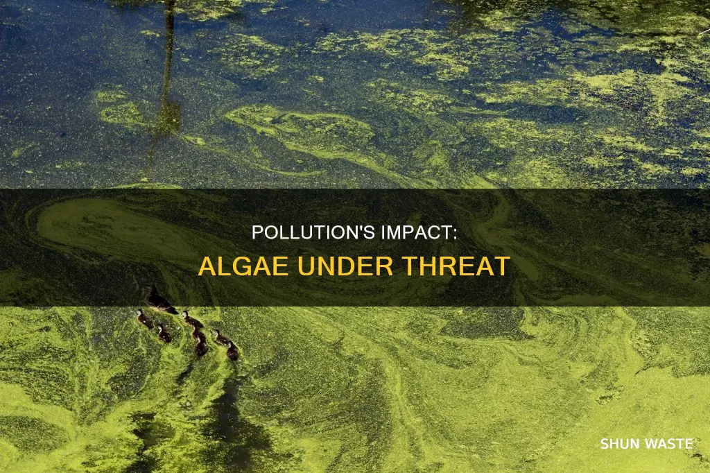 how does pollution affect algae